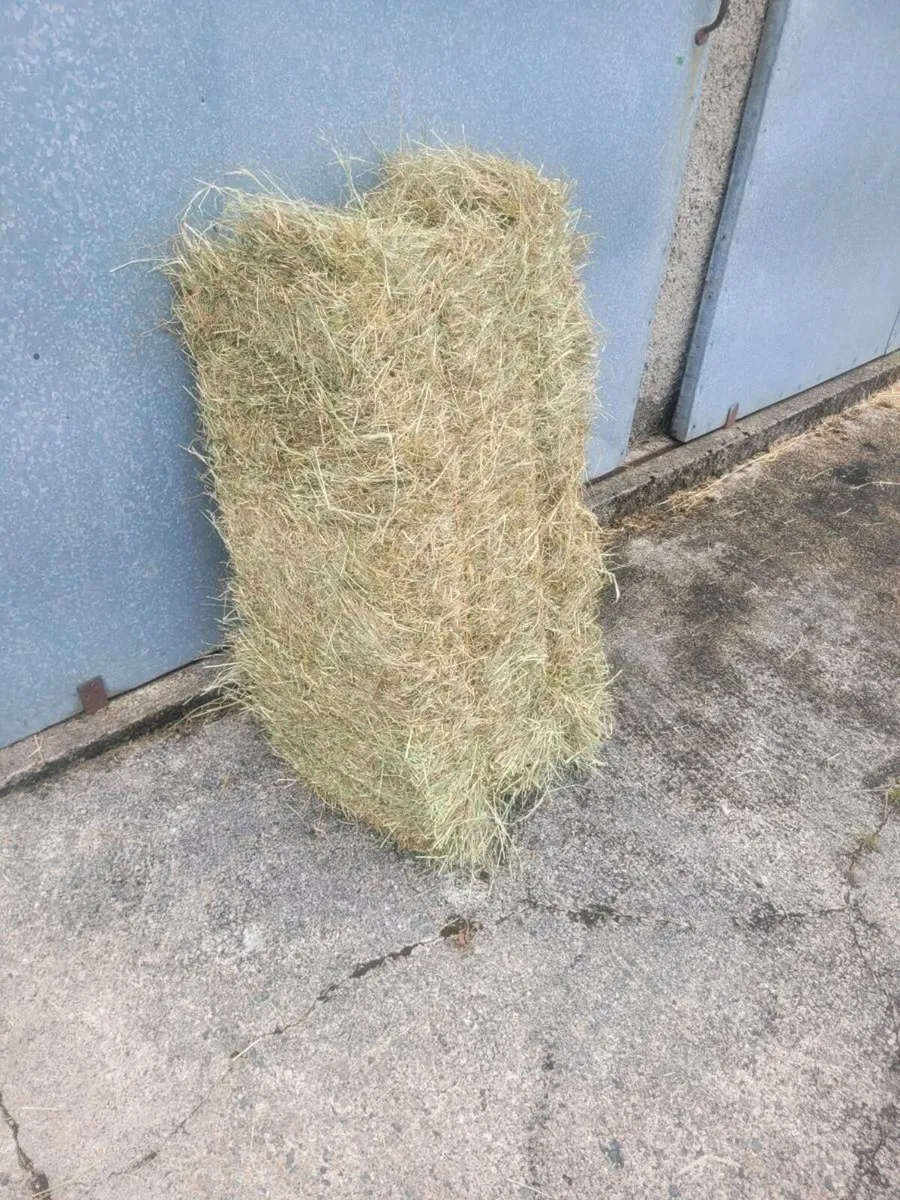 HAY - Image 1