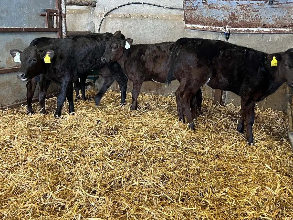 4 super Angus weaned heifers - Image 1