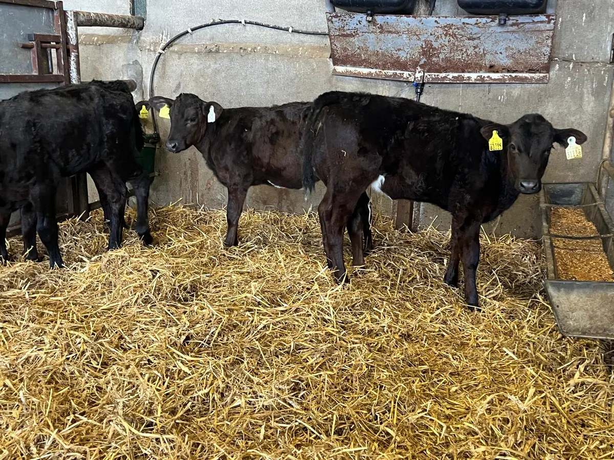 4 super Angus weaned heifers - Image 2