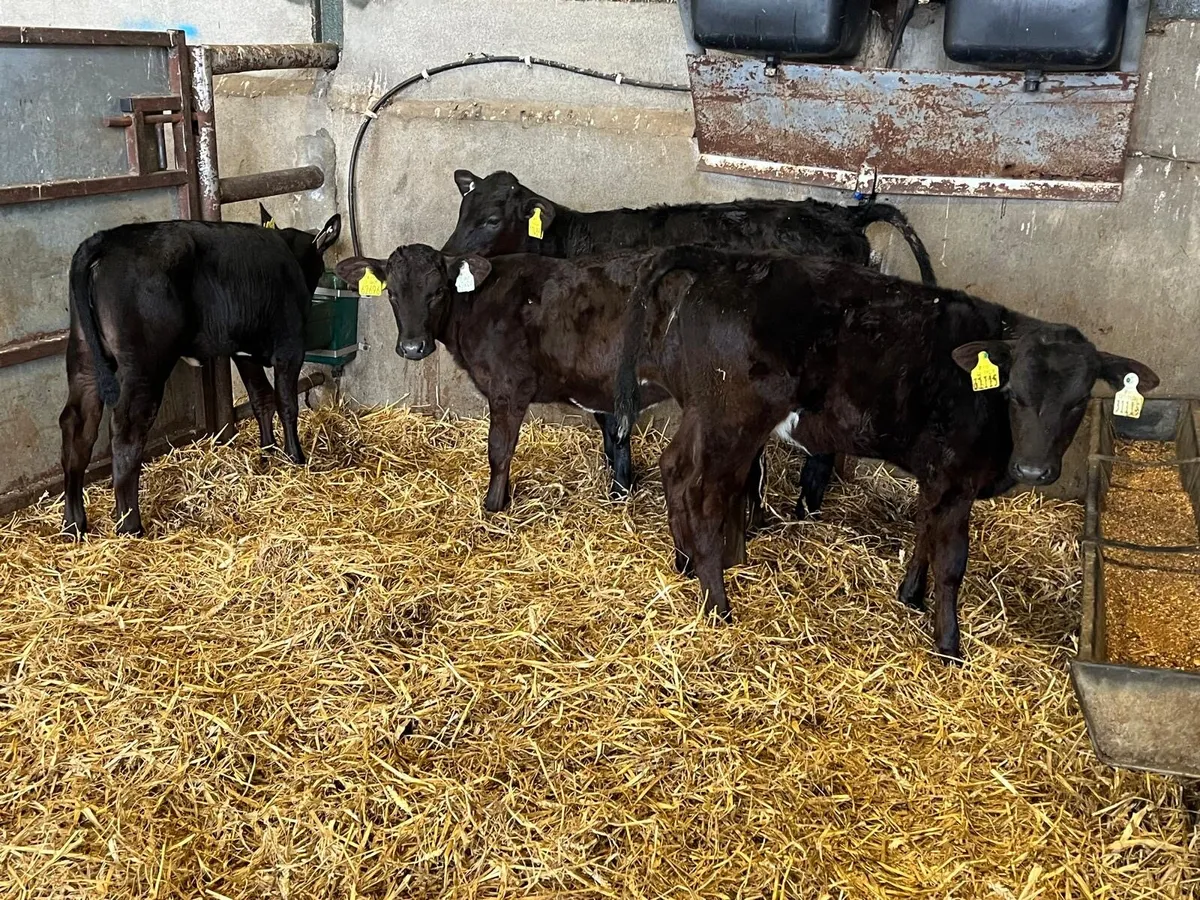 4 super Angus weaned heifers - Image 3