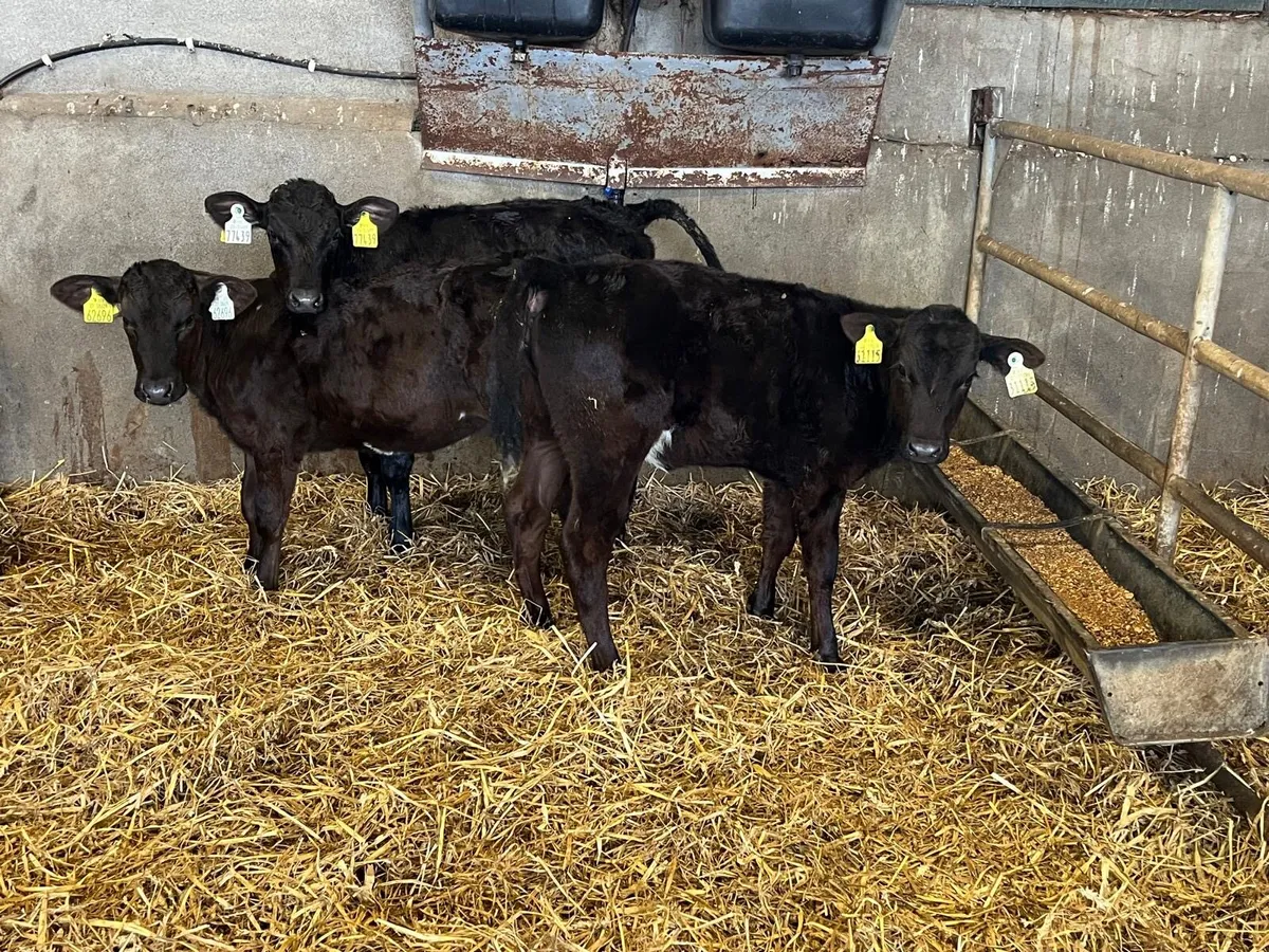 4 super Angus weaned heifers - Image 4