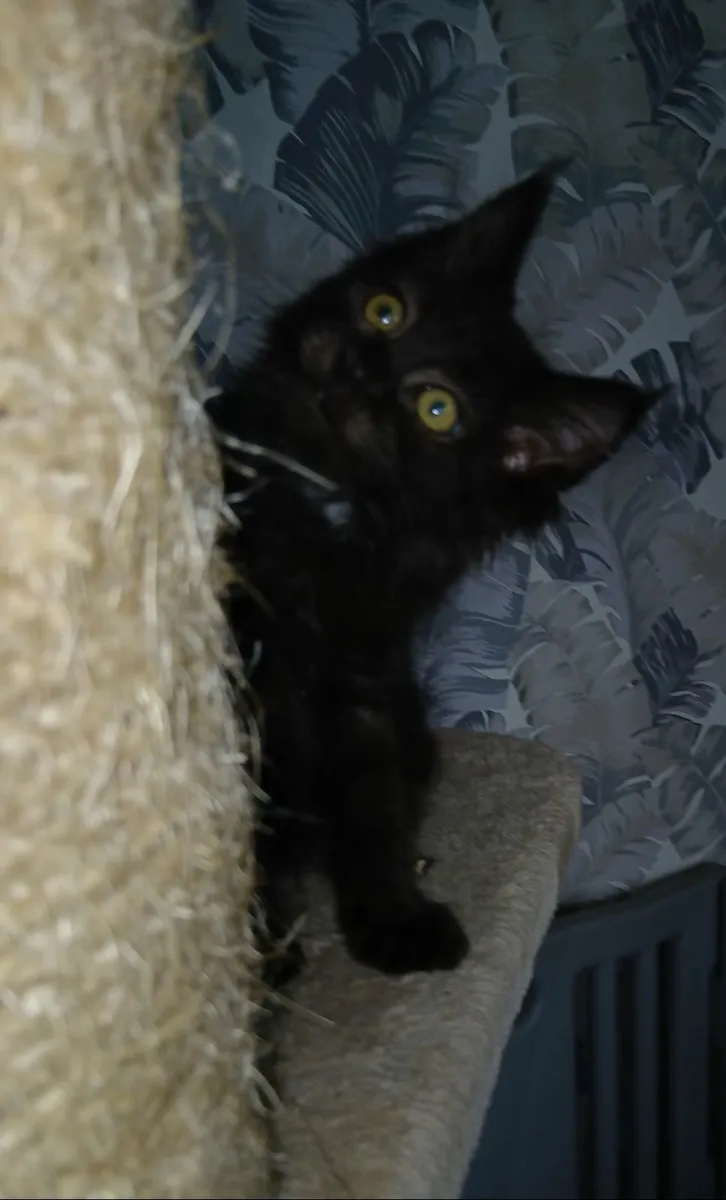 Maine coon x ragdoll - Image 1