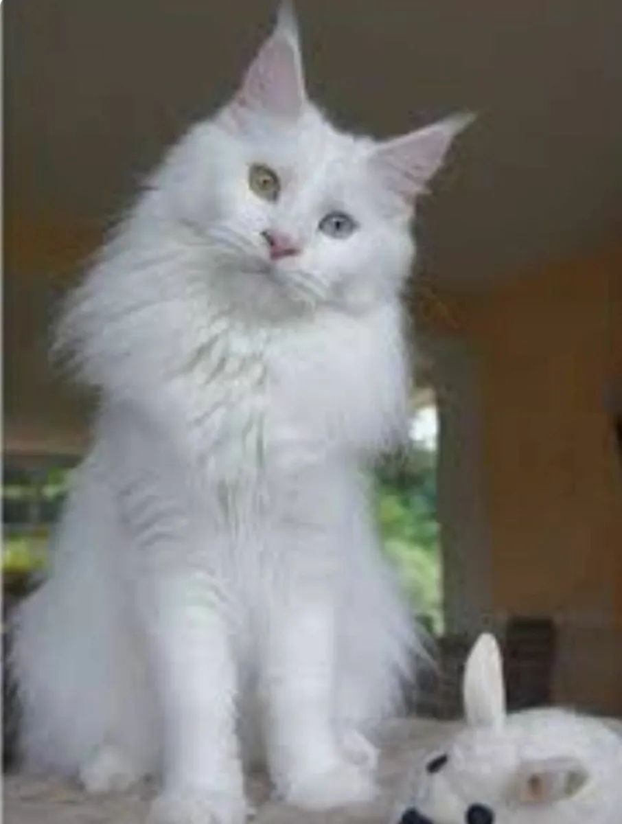 Maine coon x ragdoll - Image 3
