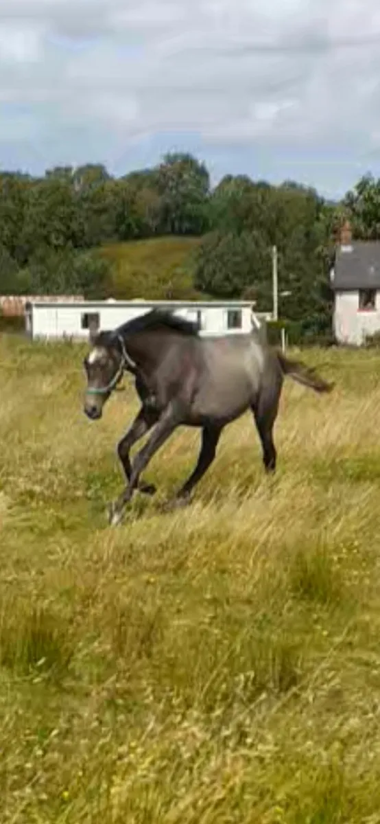 Thoroughbred filly 3y0