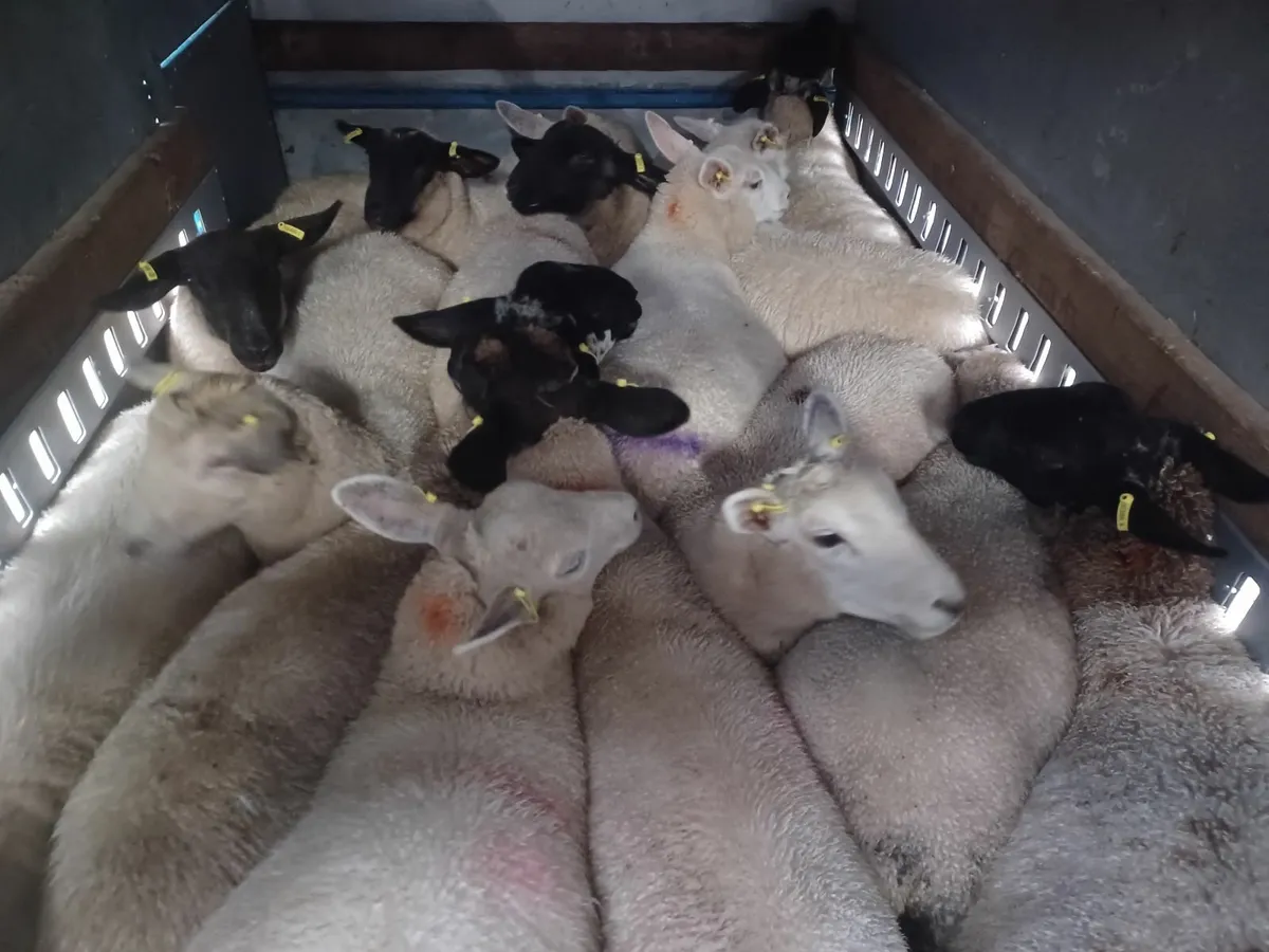 15 Quality breeding ewe lambs - Image 1