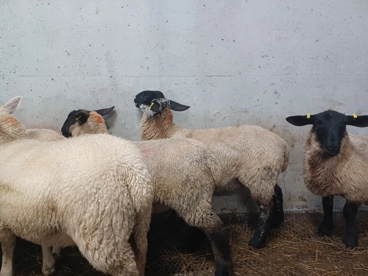 15 Quality breeding ewe lambs - Image 2