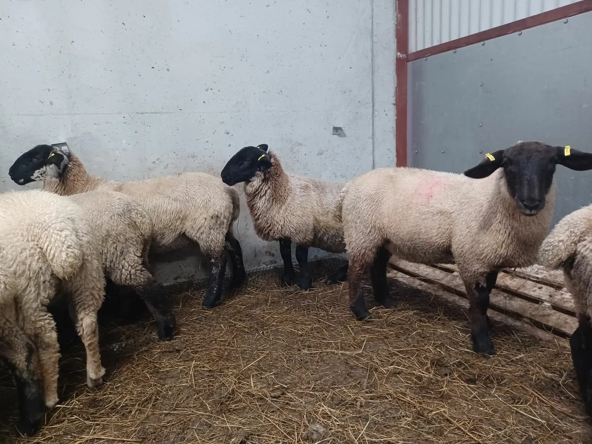 15 Quality breeding ewe lambs - Image 3