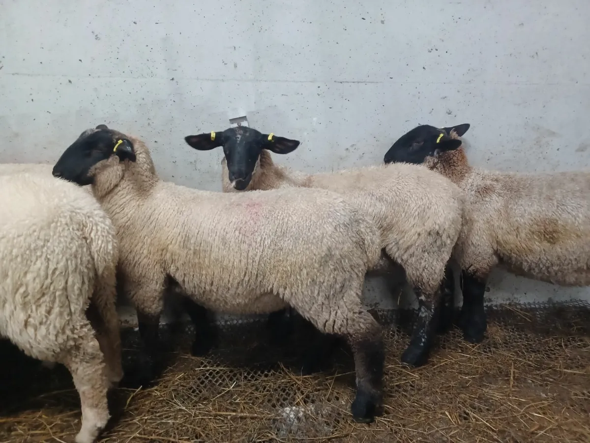 15 Quality breeding ewe lambs - Image 4