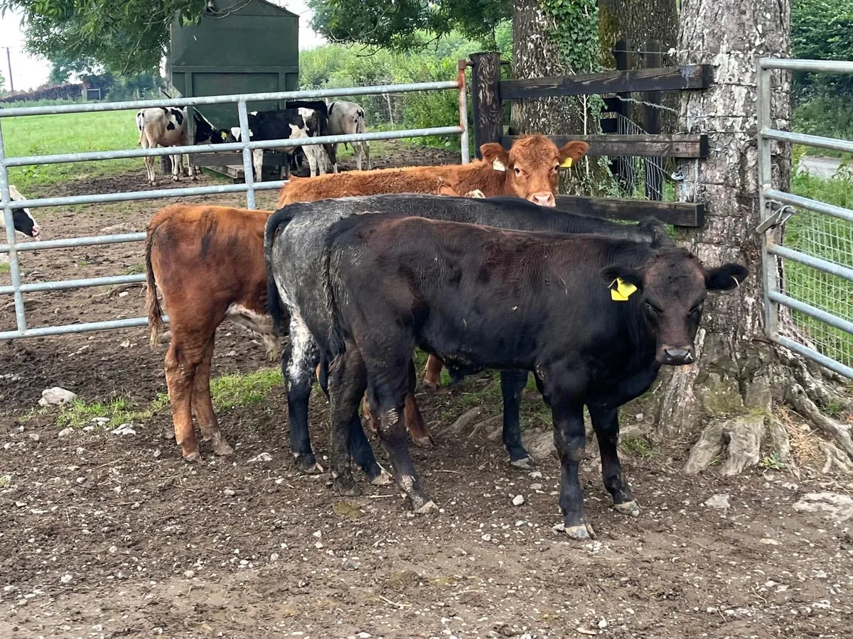 4 super limousin bull weanlings - Image 1