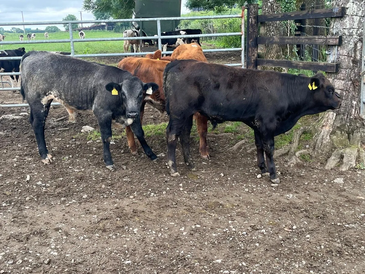 4 super limousin bull weanlings - Image 2