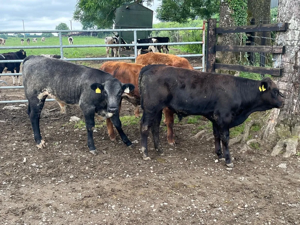 4 super limousin bull weanlings - Image 3