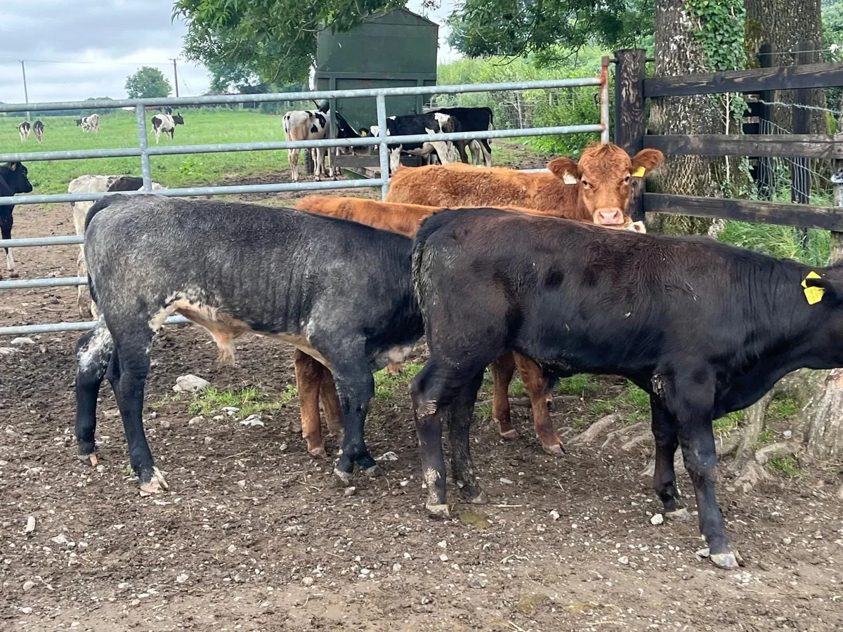 4 super limousin bull weanlings - Image 4