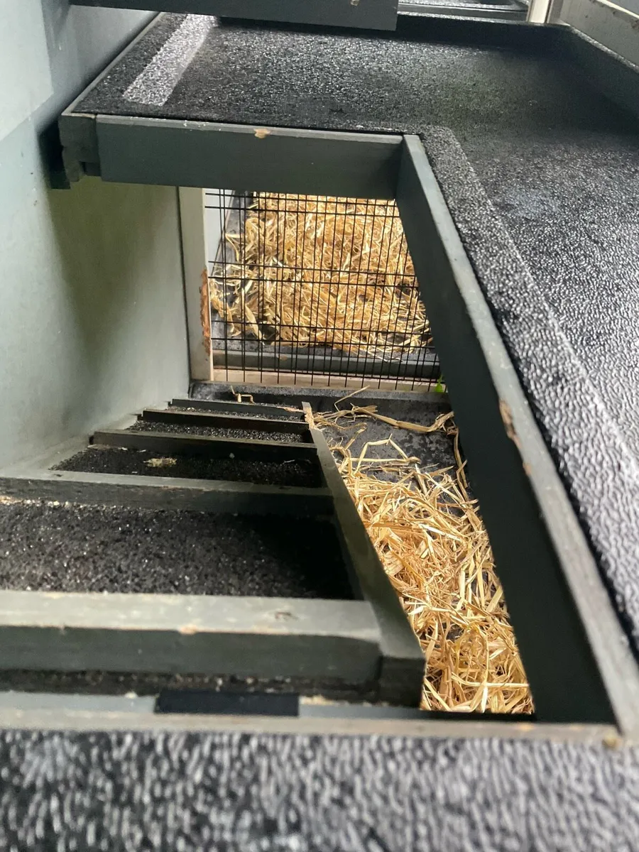 Rabbit & guinea pig hutch - Image 4