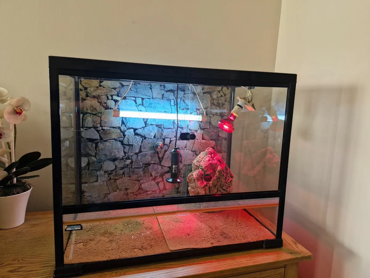Terrarium reptile - Image 1
