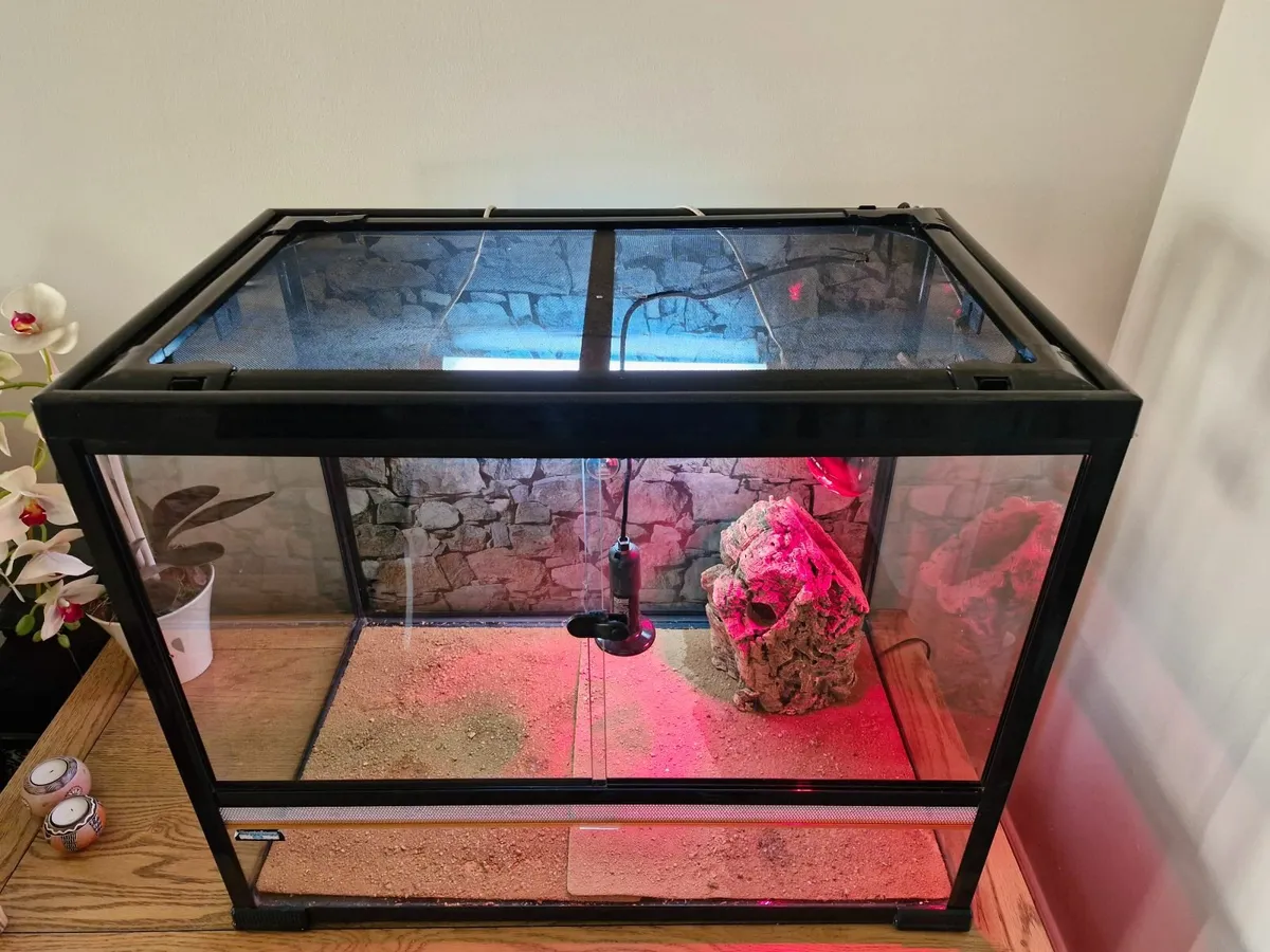 Terrarium reptile - Image 2