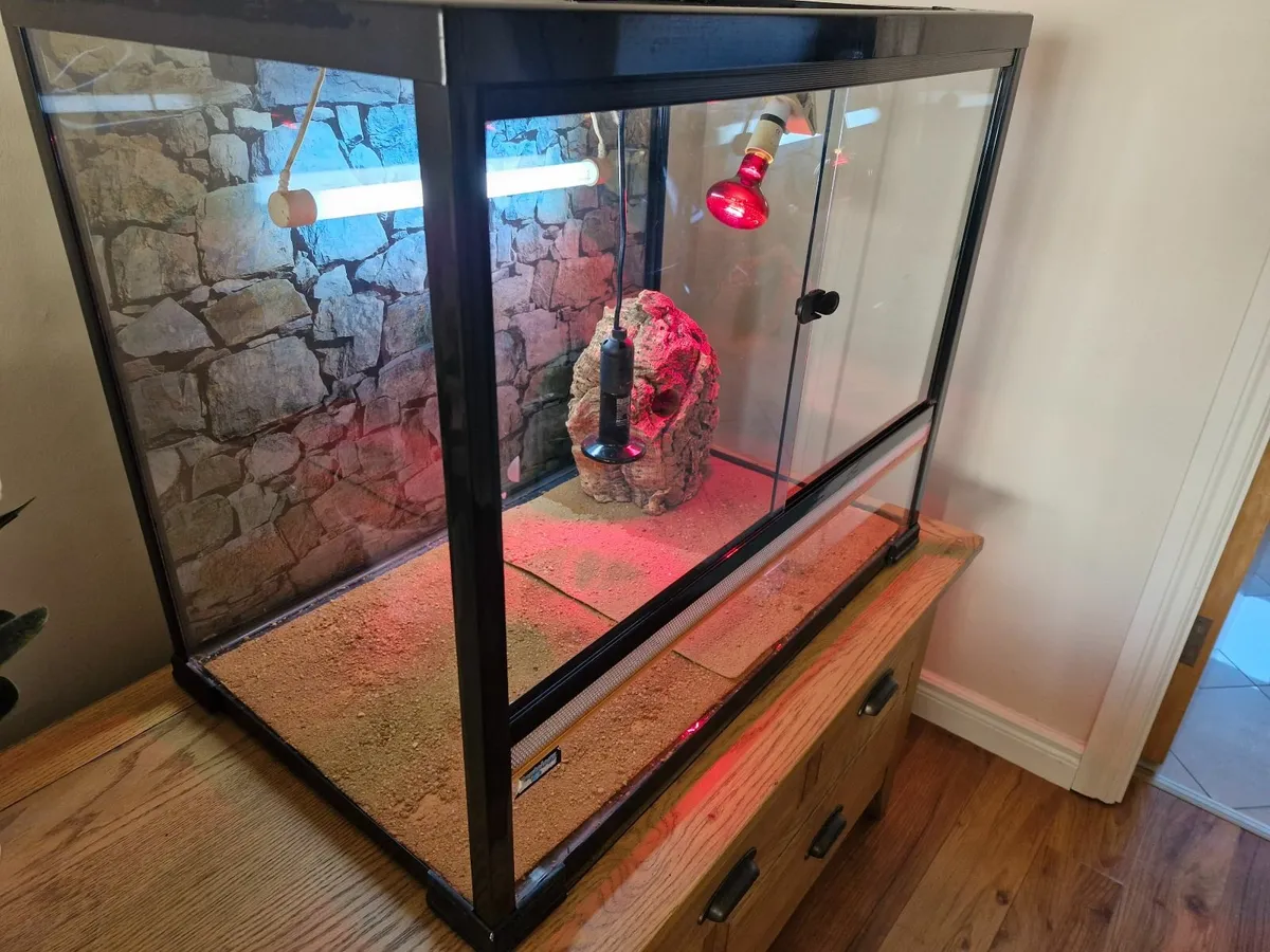 Terrarium reptile - Image 3