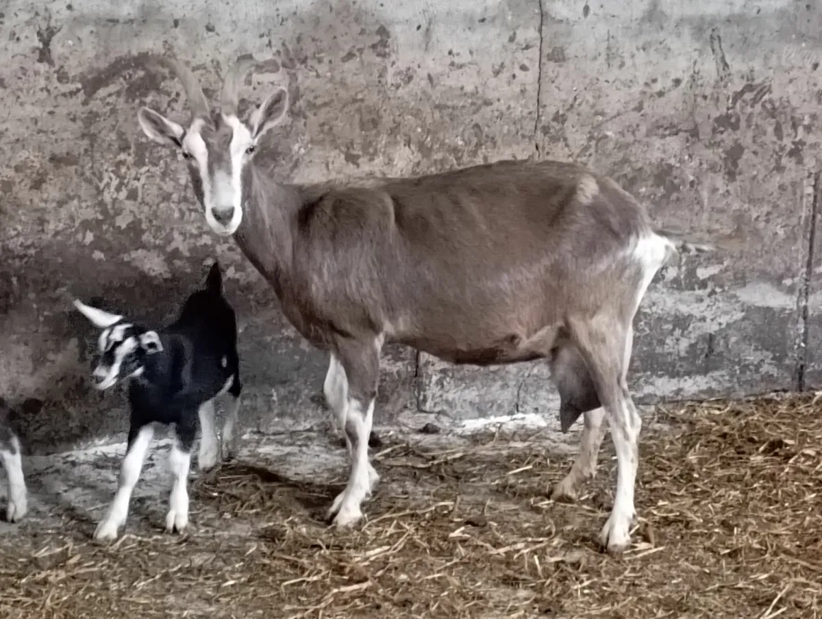 2 young female goats - Image 1