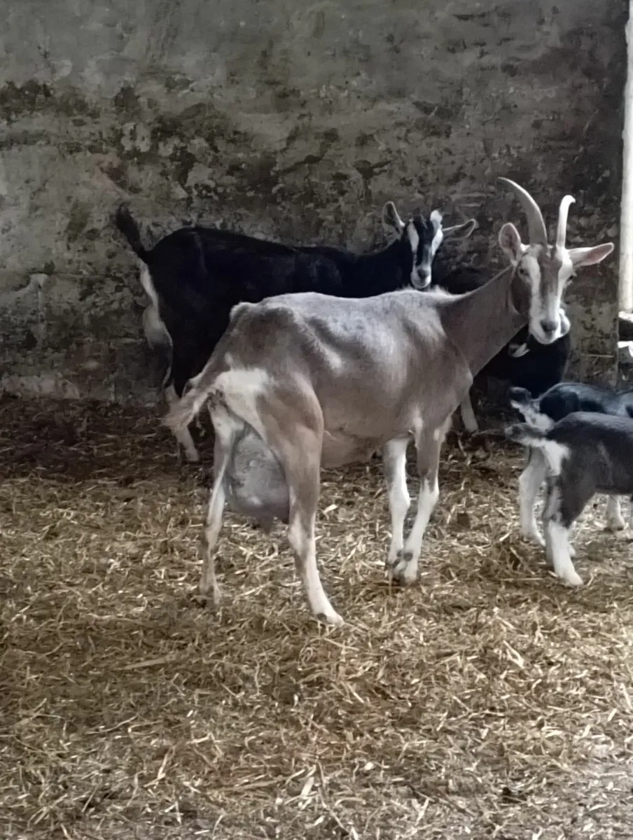 2 young female goats - Image 2