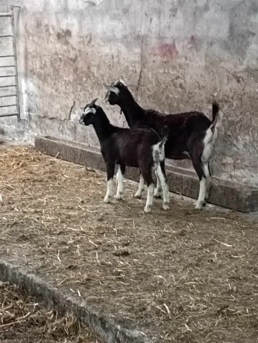 2 young female goats - Image 4