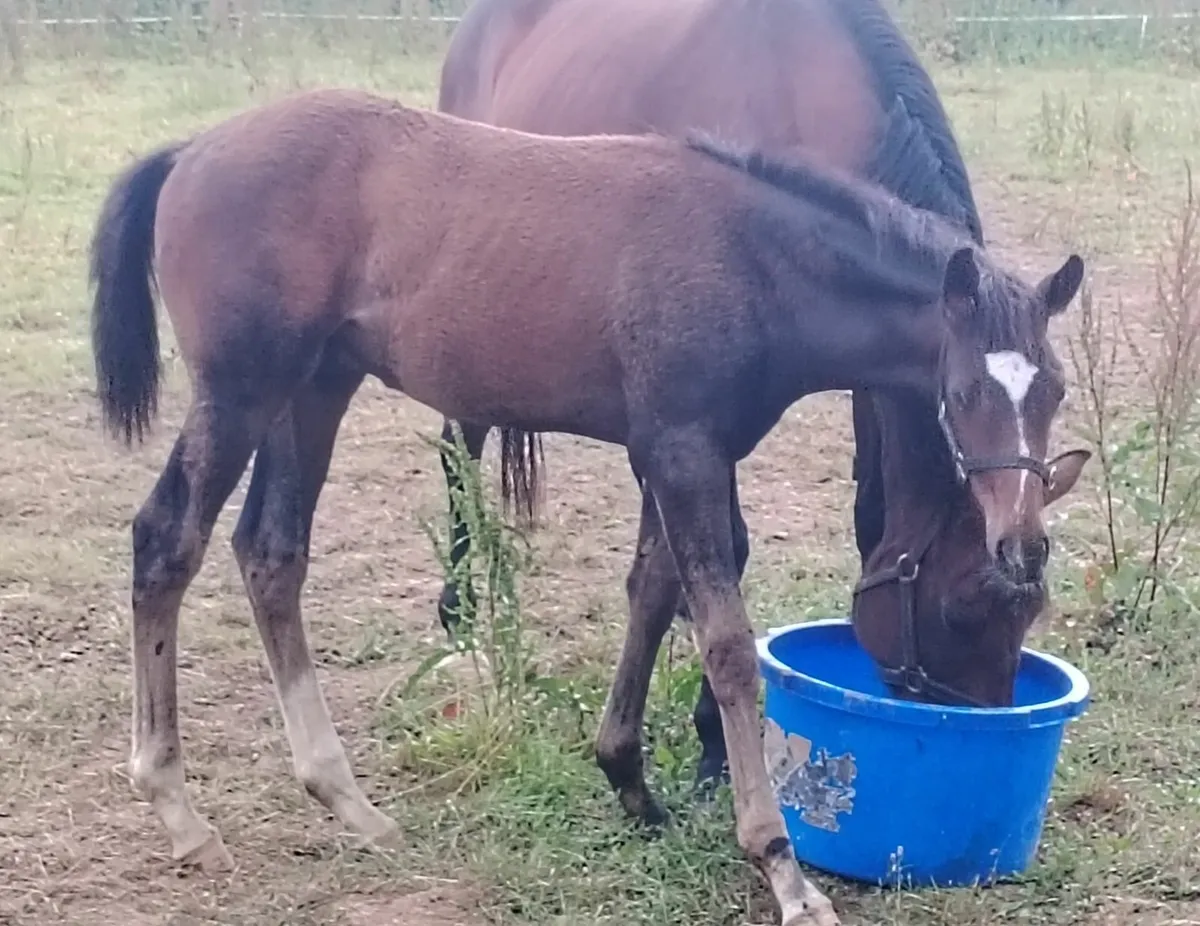 Diamond Boy Colt - Image 2