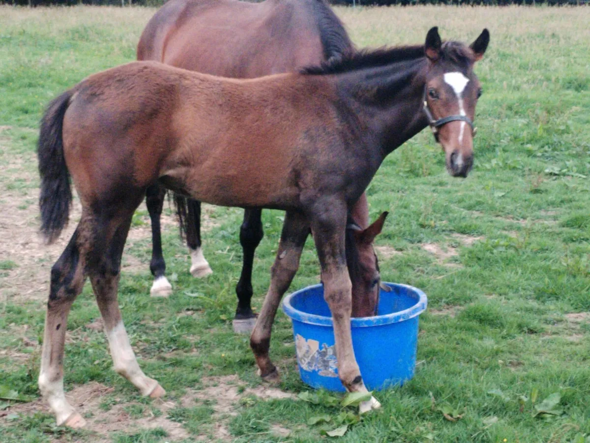Diamond Boy Colt - Image 1