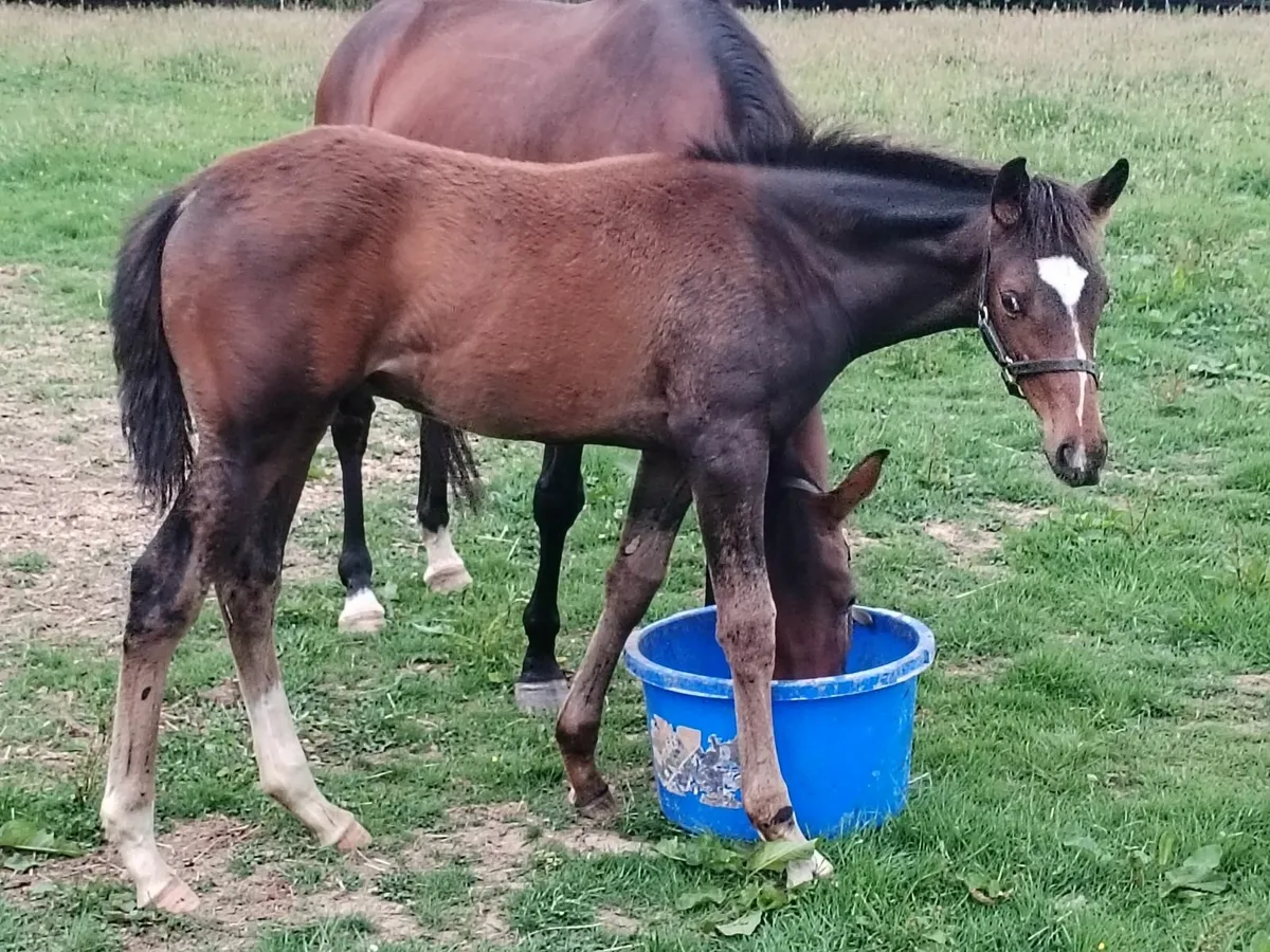 Diamond Boy Colt - Image 3