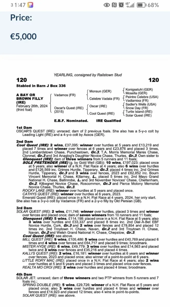 Diamond Boy Colt - Image 4