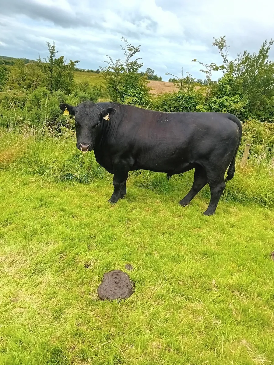 Purebred Aberdeen Angus bull - Image 2