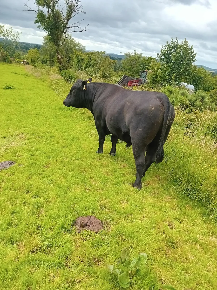 Purebred Aberdeen Angus bull - Image 3