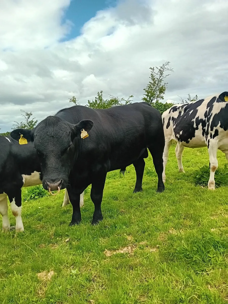 Purebred Aberdeen Angus bull - Image 4