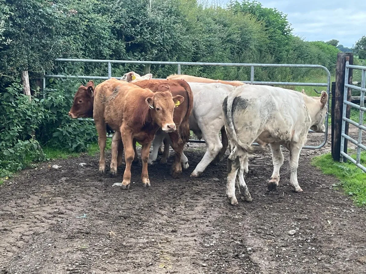 7 super  350 kg kg continental bullocks - Image 1