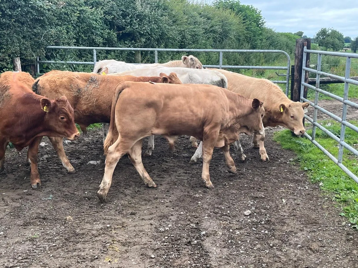 7 super  350 kg kg continental bullocks - Image 2