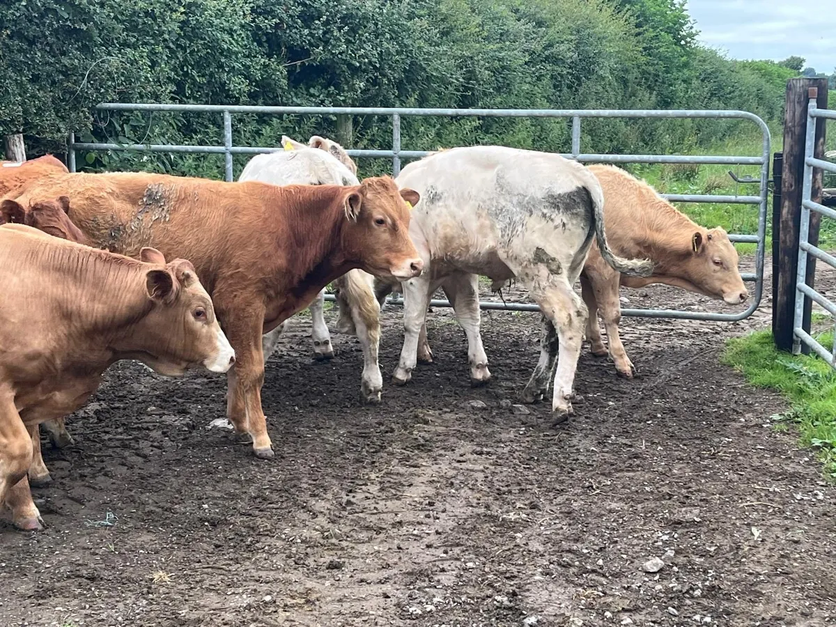 7 super  350 kg kg continental bullocks - Image 3