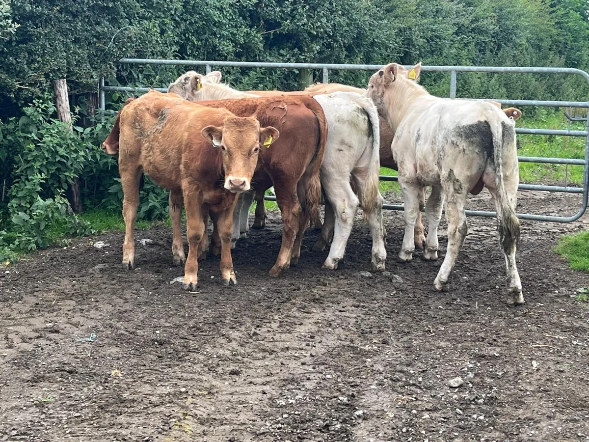 7 super  350 kg kg continental bullocks - Image 4