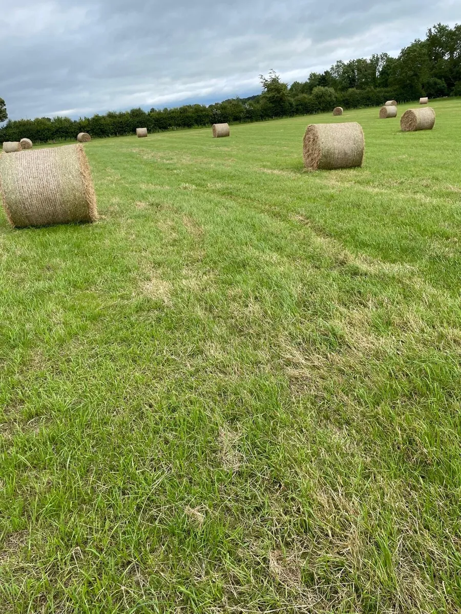 Hay