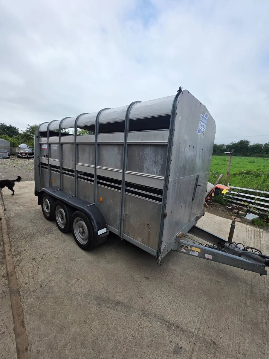 12ft tri axel ifor Williams livestock trailer - Image 1