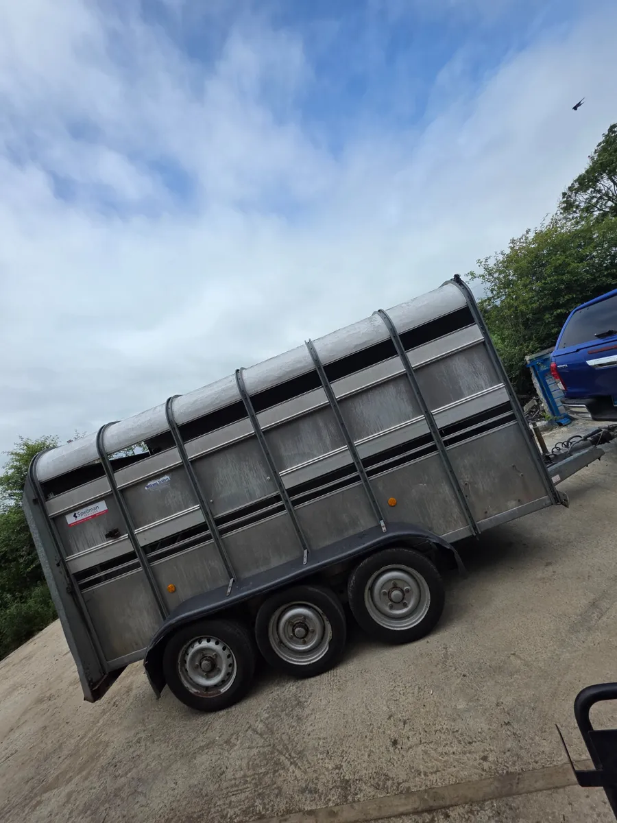 12ft tri axel ifor Williams livestock trailer - Image 2