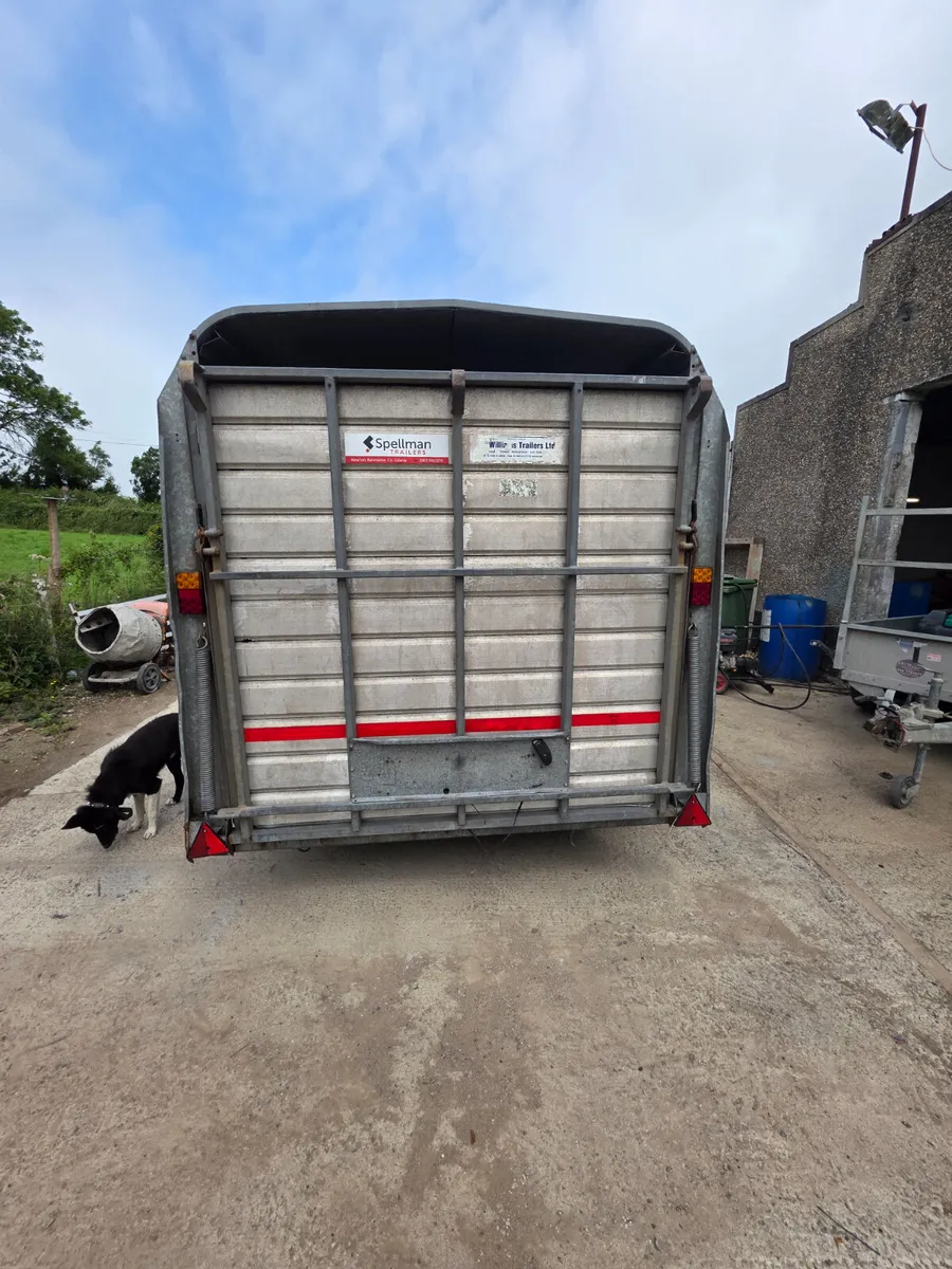 12ft tri axel ifor Williams livestock trailer - Image 3