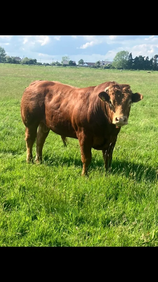 Limousin Bull - Image 2