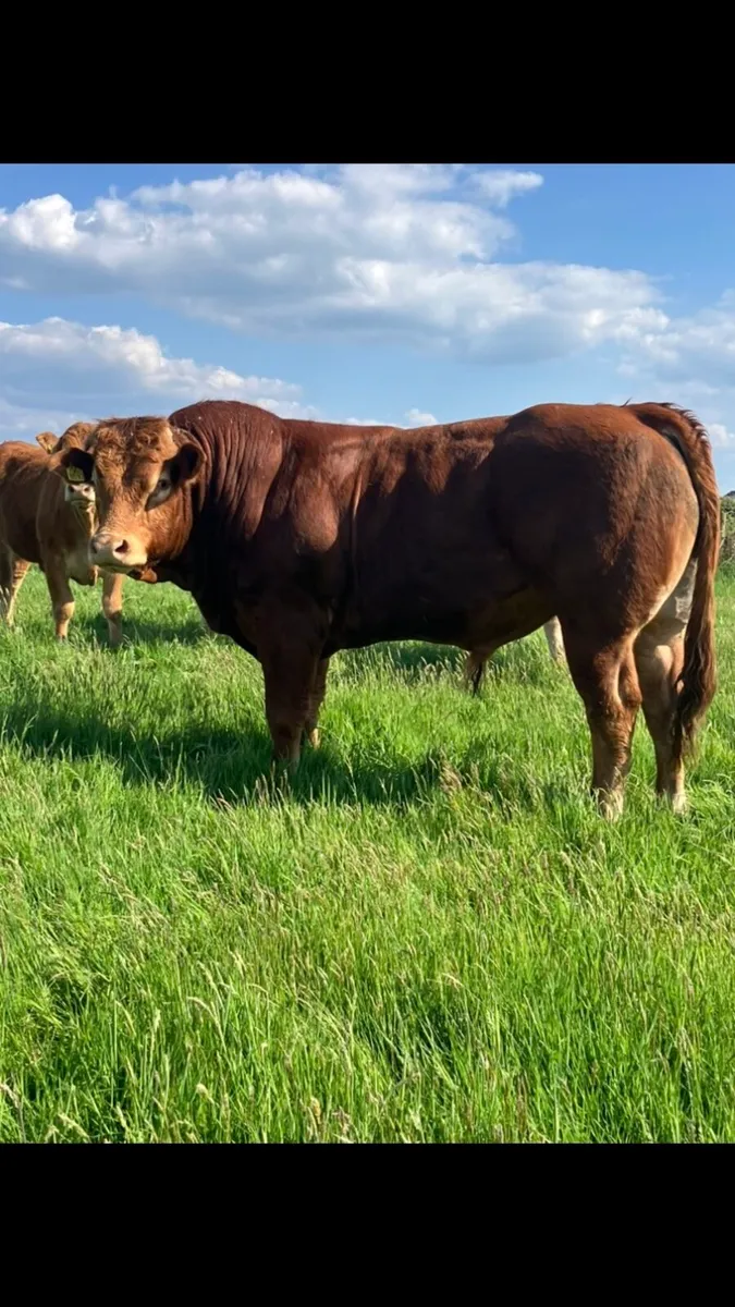 Limousin Bull - Image 1