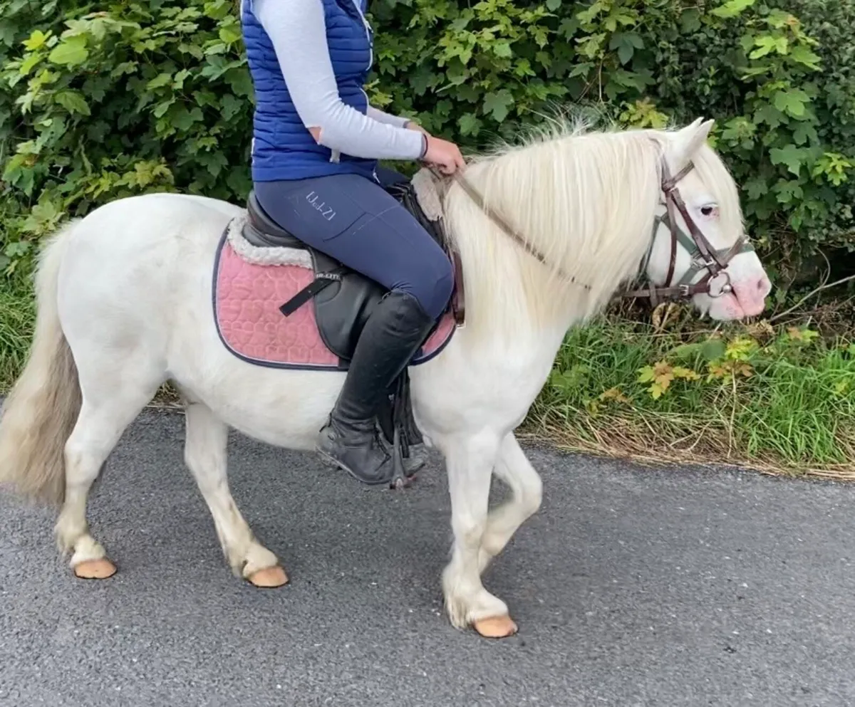 SAFE & STEADY  11h STARTER PONY - Image 2