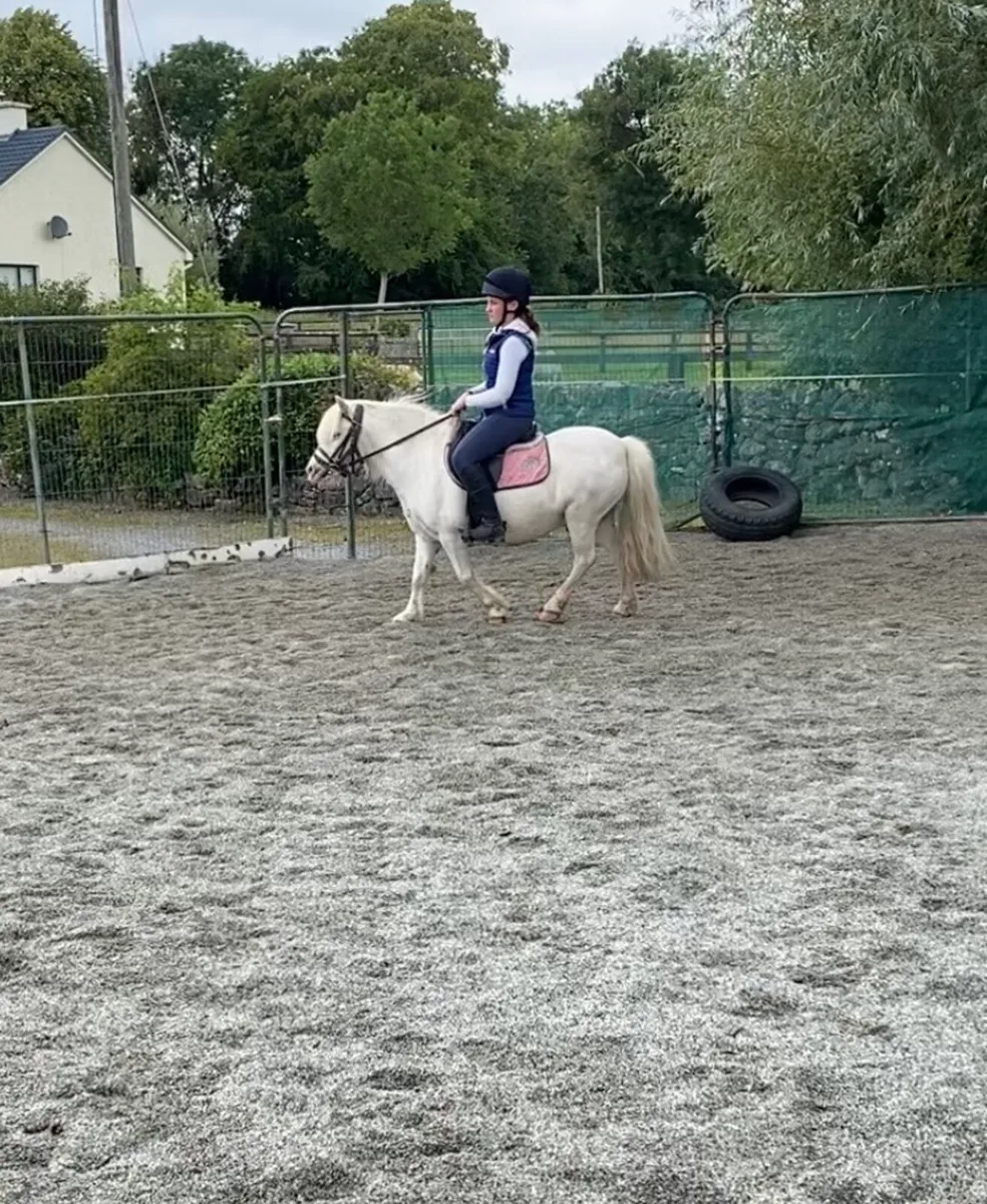 SAFE & STEADY  11h STARTER PONY - Image 4