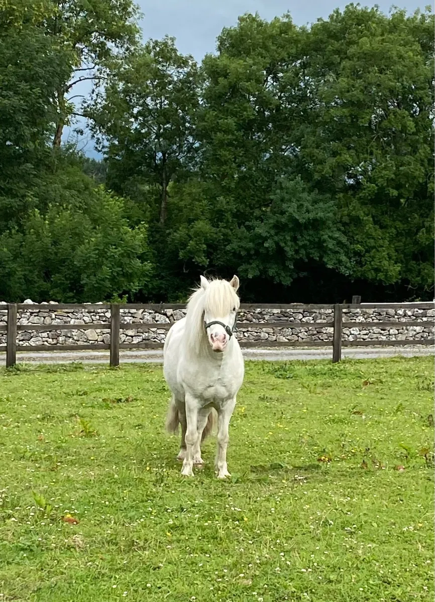 SAFE & STEADY  11h STARTER PONY - Image 1