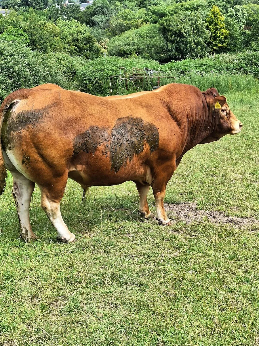 Pedigree Bull Enniscorthy Mart 1st of July - Image 1