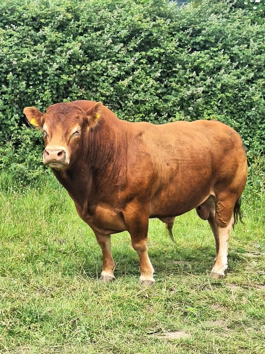 Pedigree Bull Enniscorthy Mart 1st of July - Image 3
