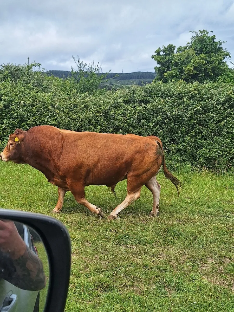 Pedigree Bull Enniscorthy Mart 1st of July - Image 4