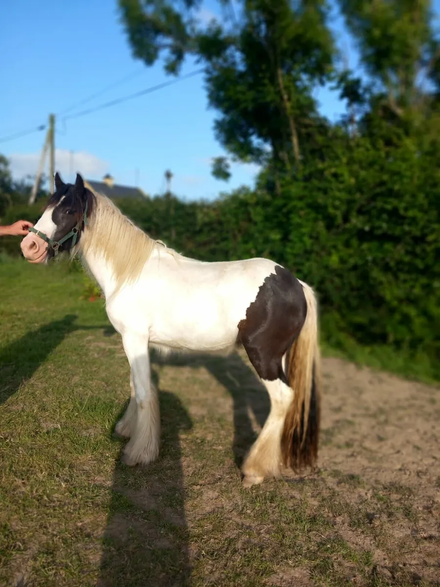 2 yearold filly cob - Image 1