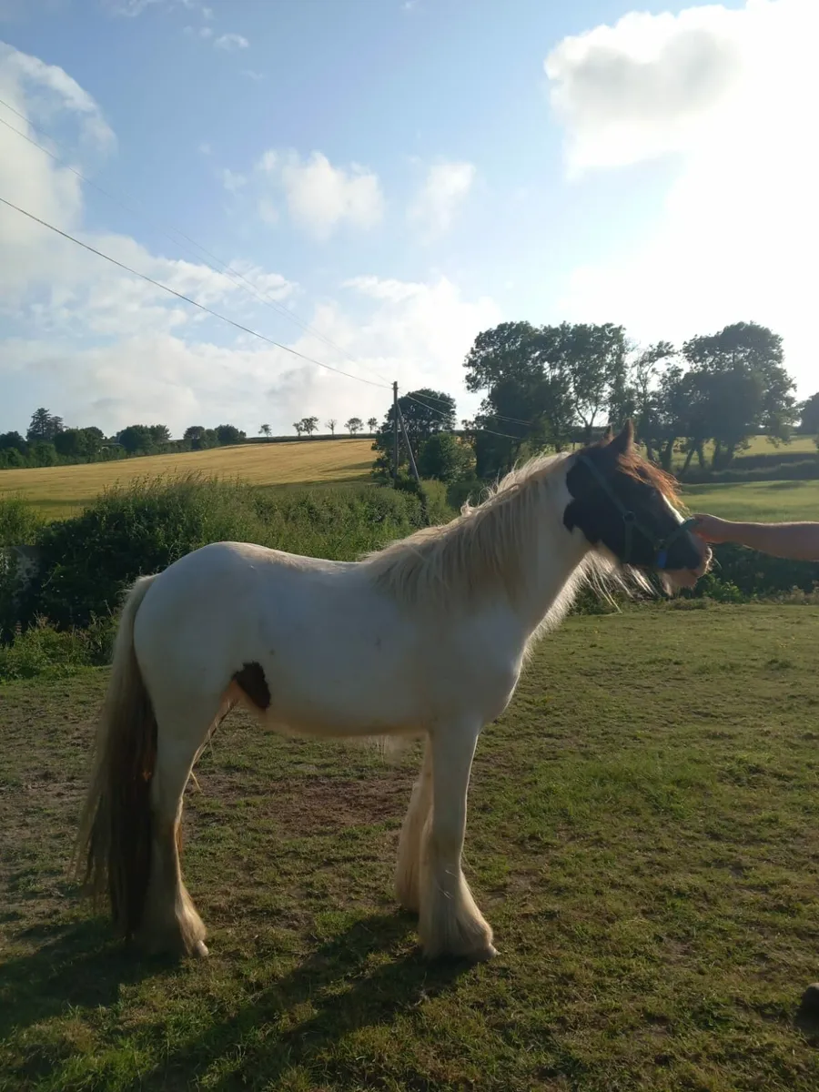 2 yearold filly cob - Image 2