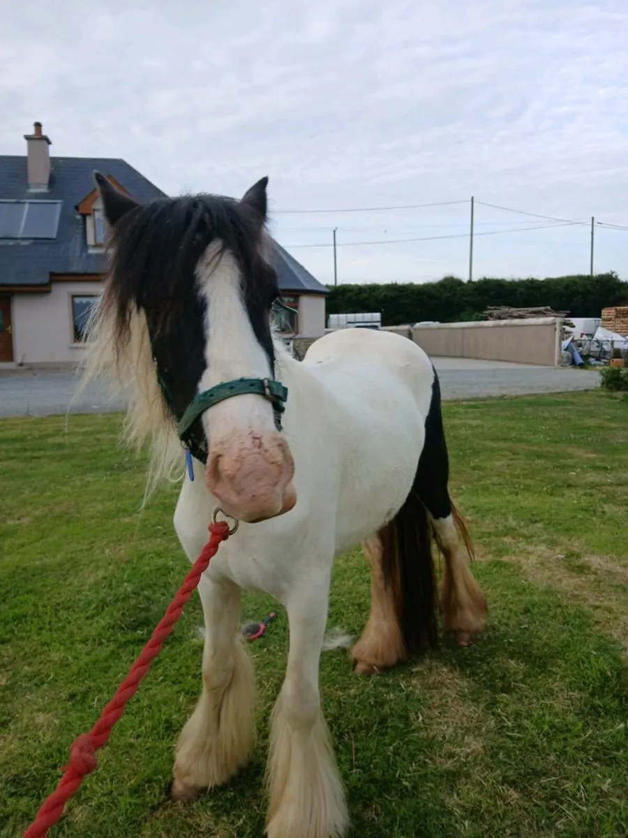 2 yearold filly cob - Image 3