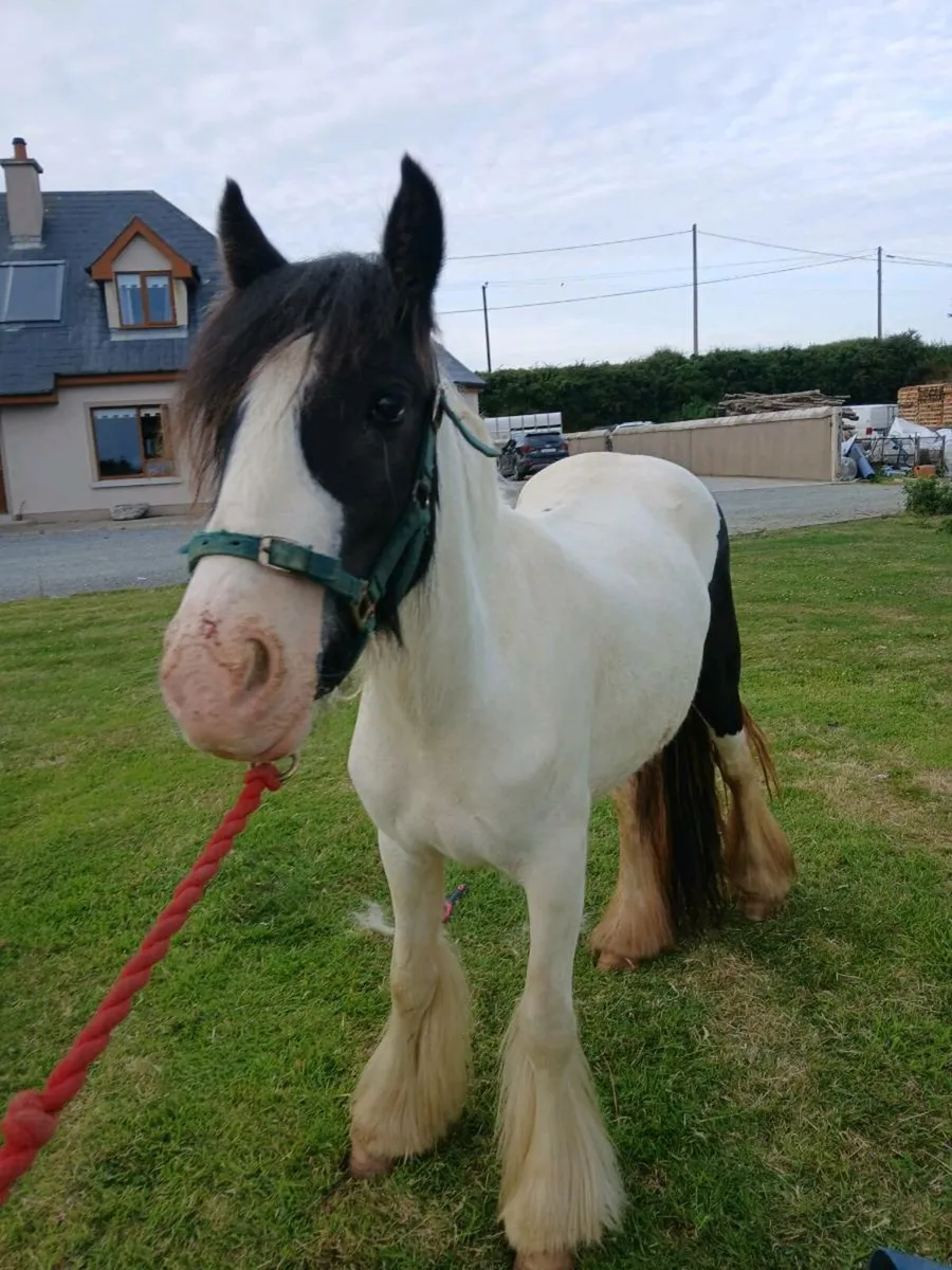 2 yearold filly cob - Image 4